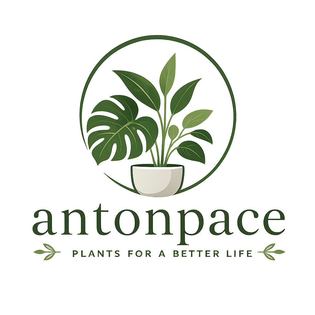 Antonpace